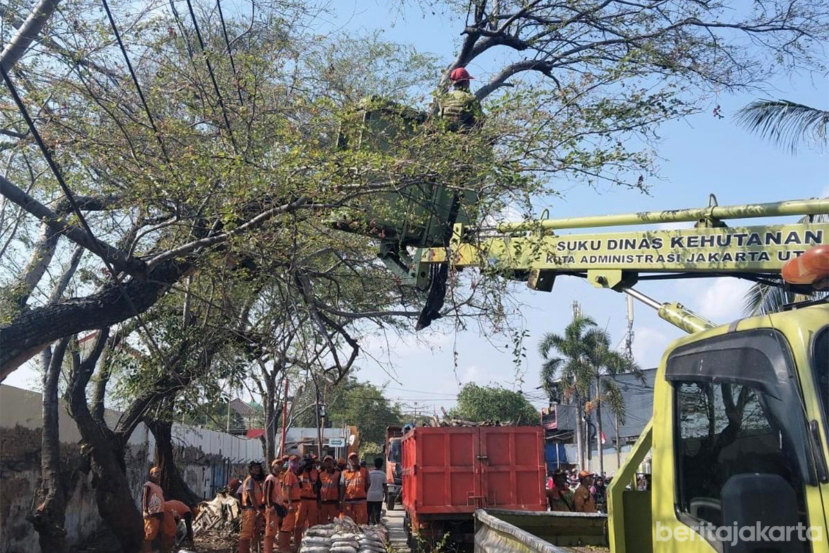 Proses pemangkasan rawan tumbang dan sempal di Jakarta Utara