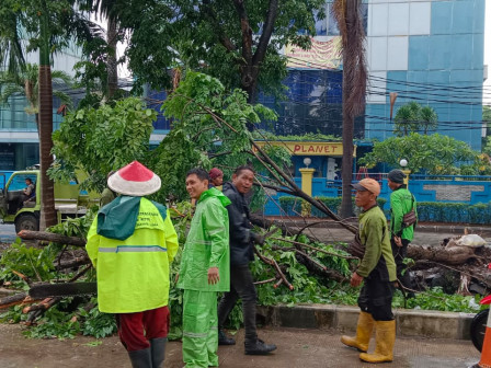 Petugas Gabungan Tangani 5 Pohon Tumbang di Jakut 