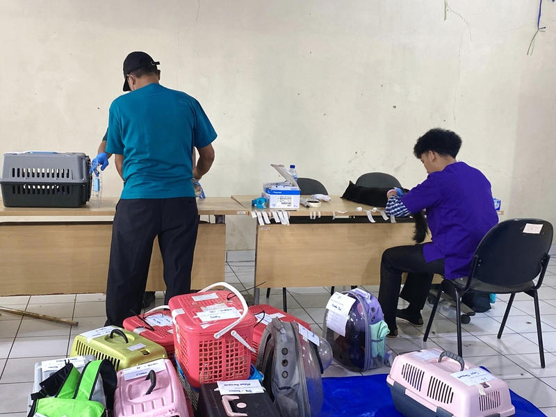 Sudin KPKP Jakbar Sterilisasi 100 Ekor Kucing di Kembangan