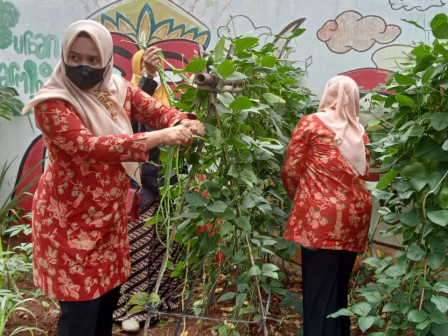 Sayur Hidroponik di Urban Farming Kelurahan Rawa Bunga Dipanen 