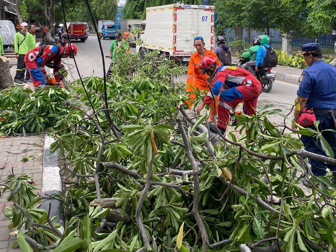 Petugas Gabungan Tangani 2 Pohon Tumbang di Jakut