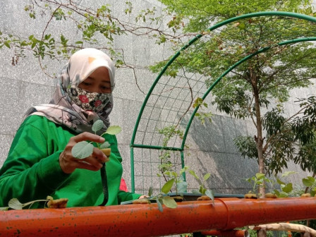 Penggiat Urban Farming Berkolaborasi Rawat Balkot Farm