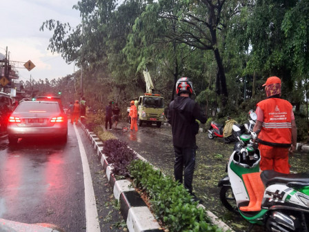Petugas Gabungan Tangani 19 Pohon Tumbang di Jaktim 