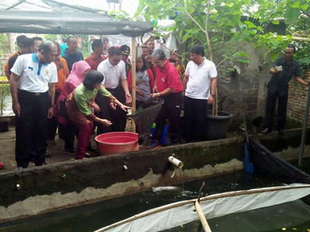 50 Kilogram Lele di Kebun Kota Hijau Mandiri di Panen