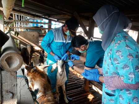 Pemeriksaan Penyakit Anthrax Pada Hewan Kurban di Laksanakan di Tebet