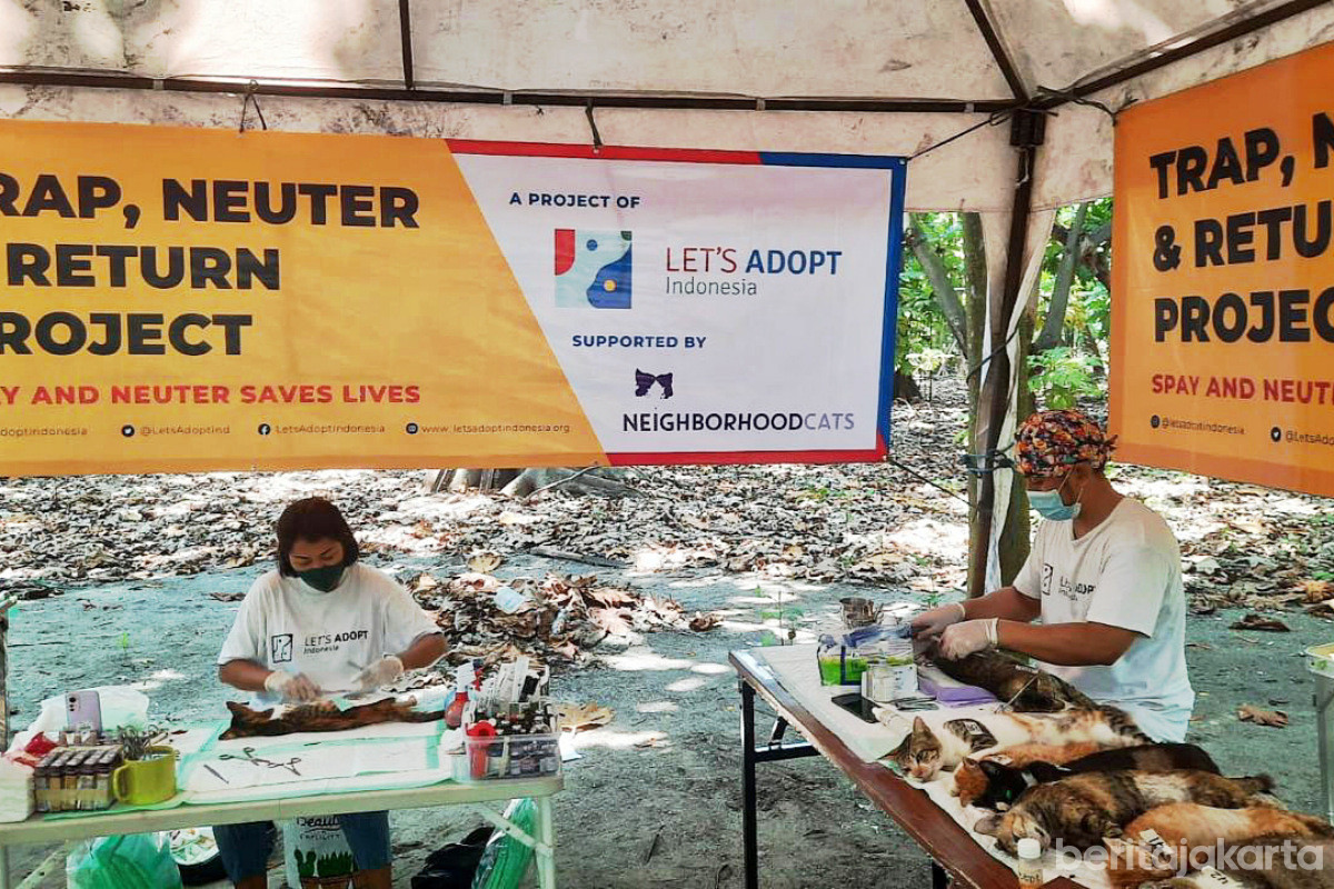 Petugas sedang melakukan tindakan sterilisasi pada kucing