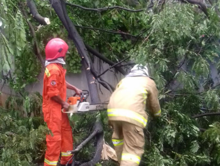 Petugas Gulkarmat Evakuasi Pohon Tumbang di TMII	