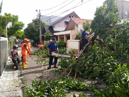 Pohon Klengkeng Berdiameter 40 Cm di Komplek Polri Tumbang