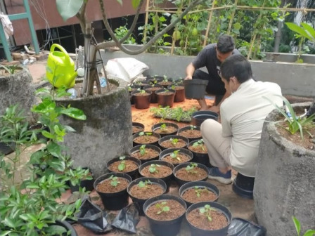 100 Melon Gorden Ditanam di Rooftof Kantor Wali Kota Jakpus
