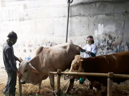  Sepuluh Ekor Sapi Kurban di Kelurahan Rawasari, Diperiksa Kesehatannya