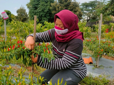 BPP Kembangan Panen 5,5 Kilogram Cabai