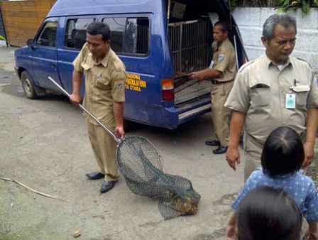 Sweeping Anjing Di Rusunawa Muara Baru Ditolak Warga