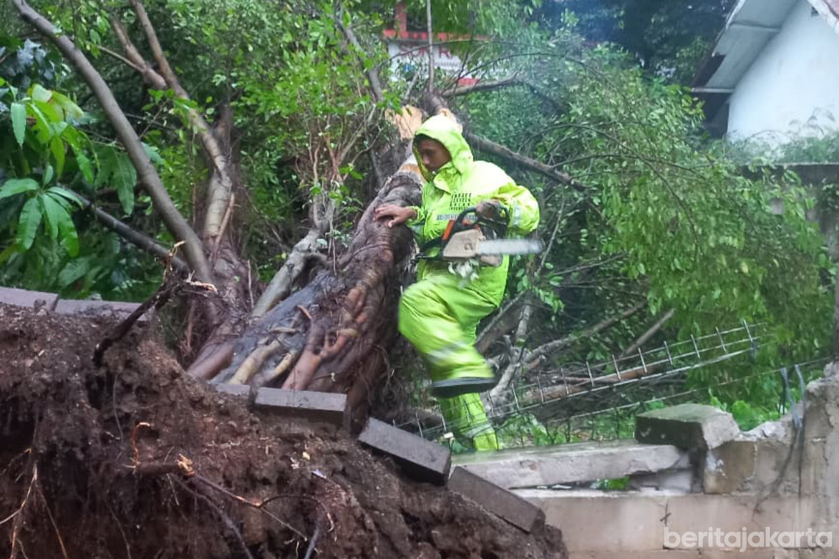 Tiga Pohon Tumbang di Jaktim Berhasil Dievakuasi Petugas 
