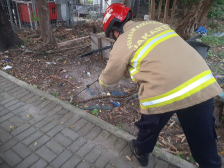 Ular Sanca di Jalan Karang Kroya Berhasil Dievakuasi 