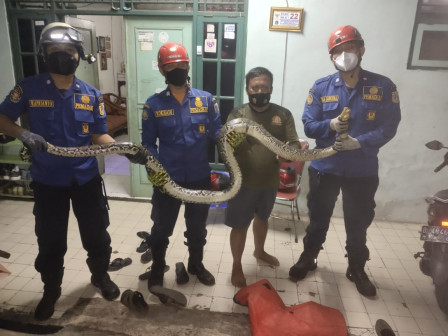 Ular Sanca Sepanjang 4 Meter Diamankan Petugas Gulkarmat di Cijantung