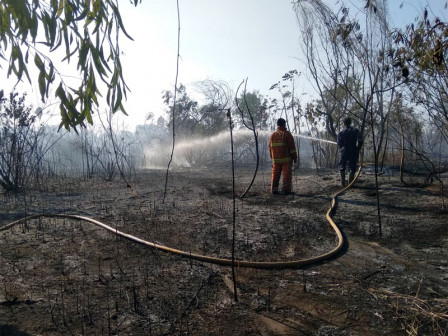 Hutan Gambut di Pulau Tidung Kecil Terbakar Berhasil Dipadamkan