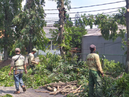 Delapan Pohon di Jalan Harsono RM Dipangkas 