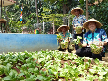 Panen Pakcoy dan Terung di RPTRA Waru Timbul