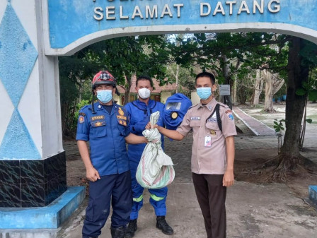 Petugas Evakuasi Sarang Tawon dari Lokasi Ekowisata Pulau Tidung