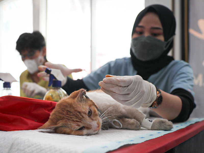 Dinas KPKP Gelar Bakti Sosial Sterilisasi Massal Kucing Jalanan di Kelapa Gading Besok