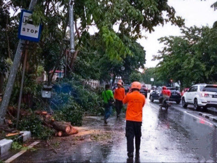 15 Pohon Tumbang dan Patah Cabang di Jakpus Tertangani