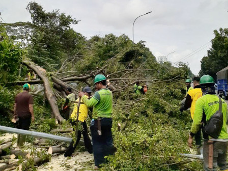  266 Pohon Telah di Pangkas Oleh Sudin Pertamanan dan Hutan Kota Jakarta Pusat