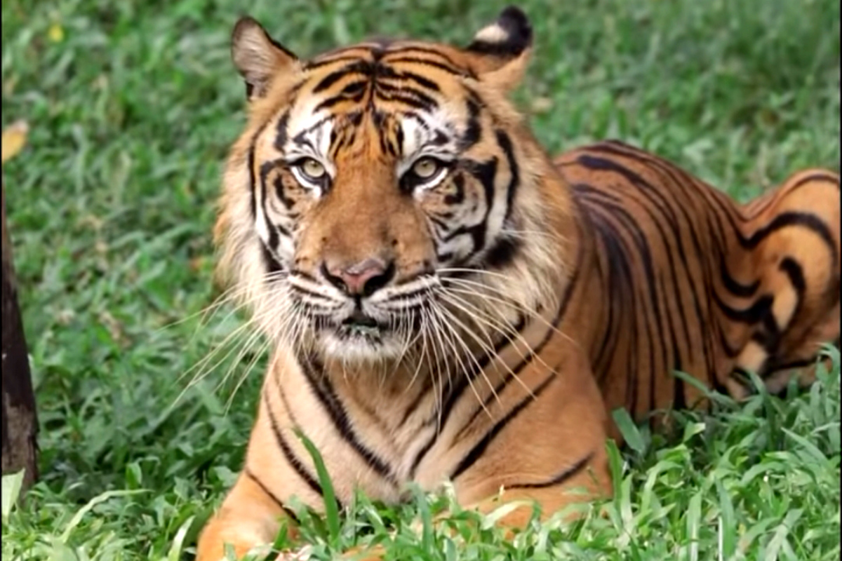 Satwa Harimau Sumatera bernama Rafa di Taman Margasatwa Ragunan