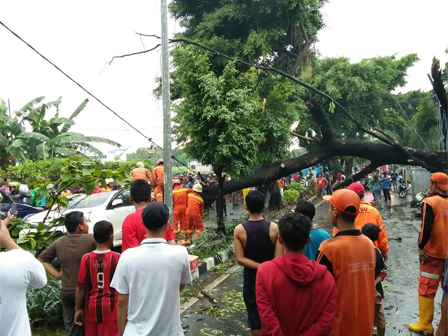 Hujan Deras, 17 Pohon Tumbang di Jaktim