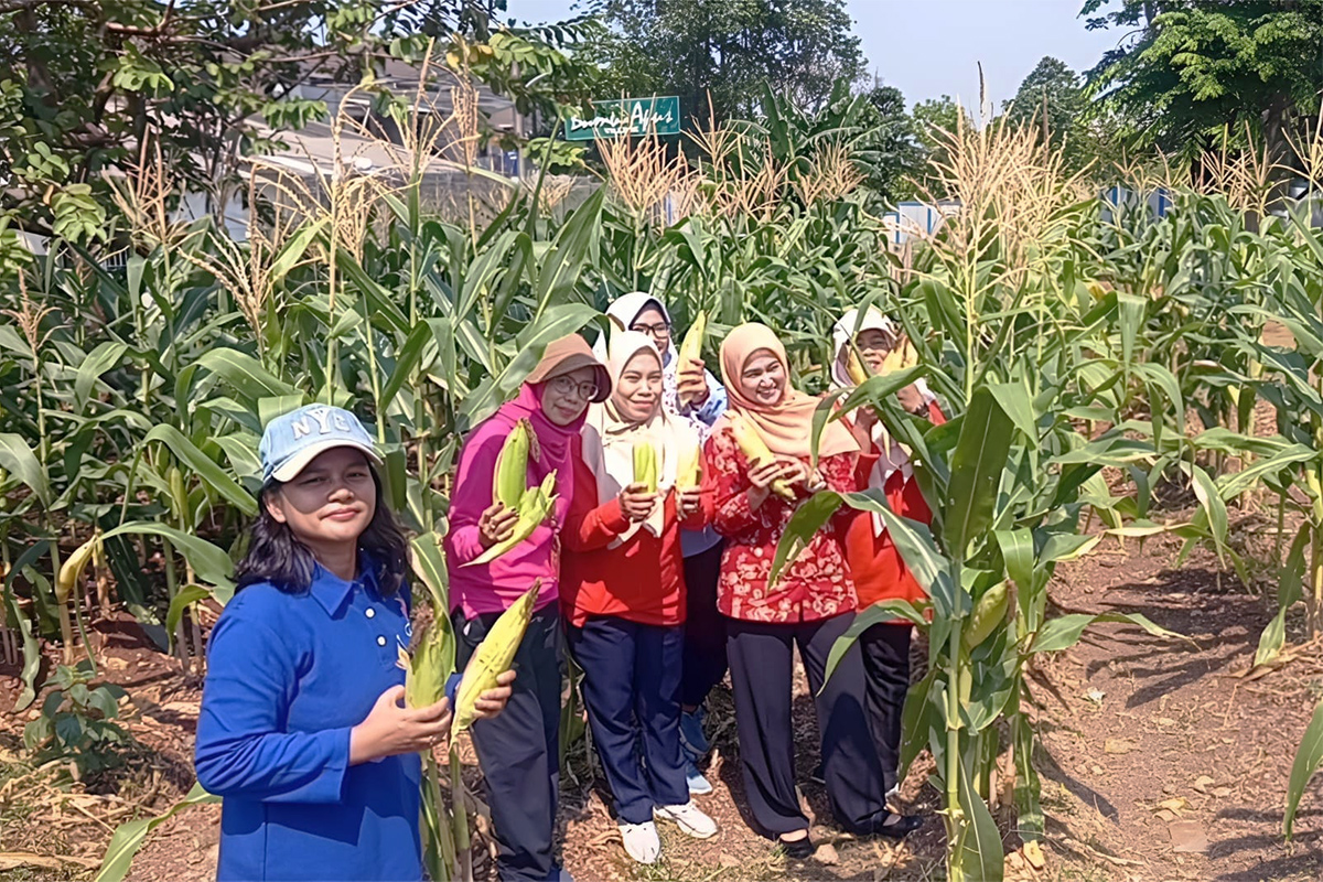 Panen sayuran di lahan urban farming RSUD Cipayung