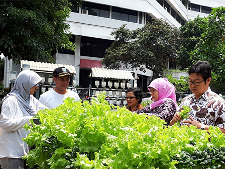 Urban Farming Dinas KPKP Panen Sawi Pagoda dan Salada