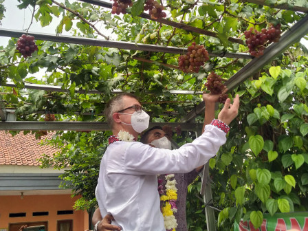 Dubes Ukraina Ikut Panen Anggur di Munjul 