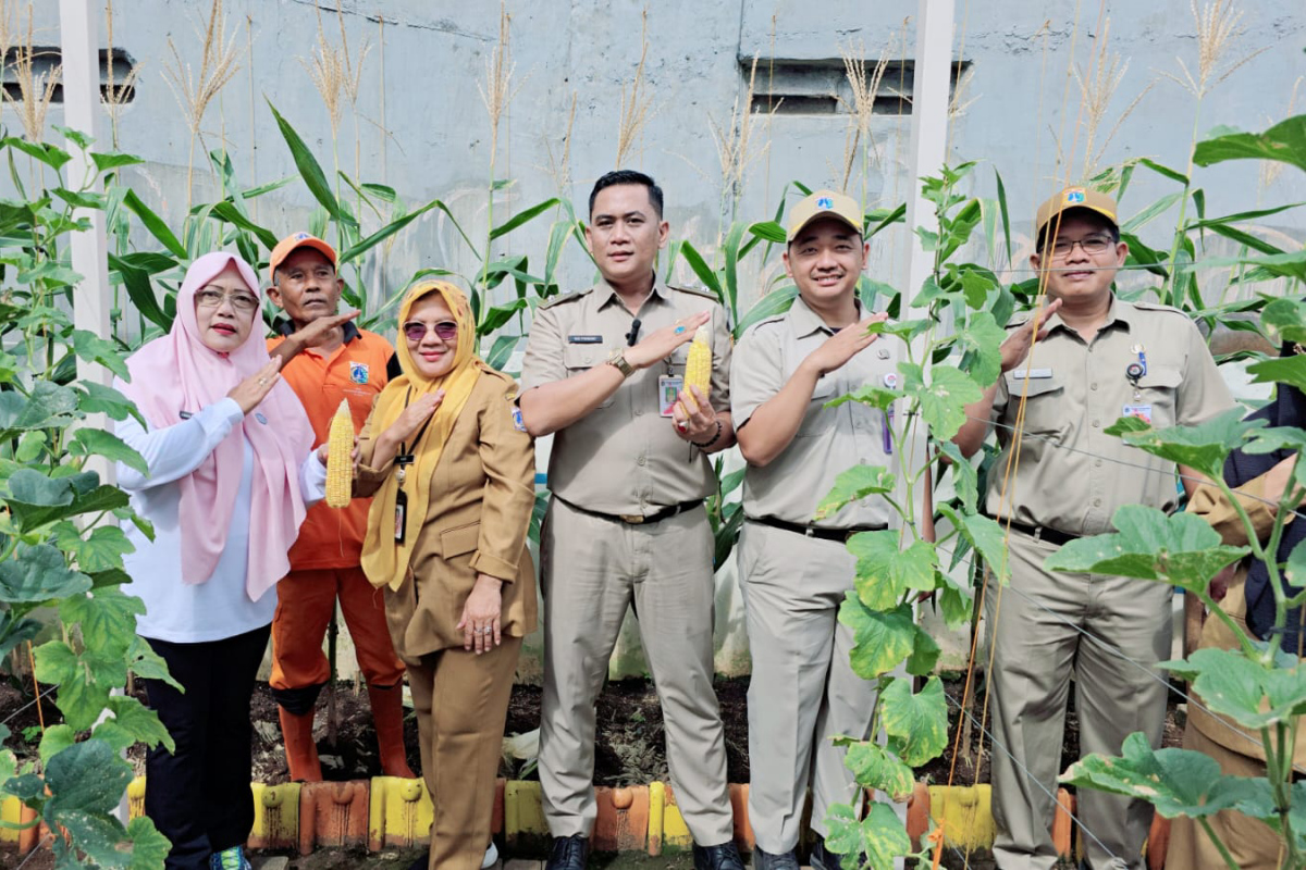Panen Melon dan Jagung di RPTRA Malaka Jaya 