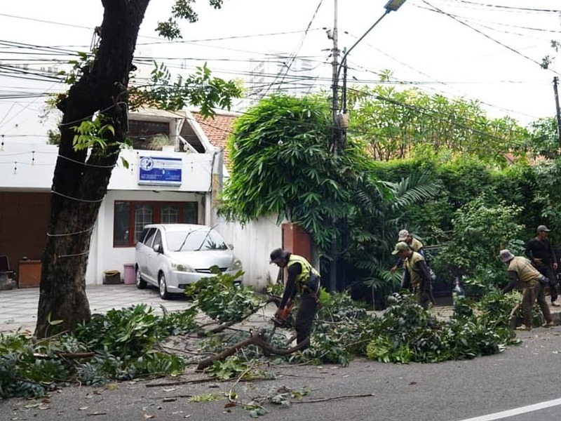 Selama April, 856 Pohon Rawan Tumbang di Jaksel Dipangkas