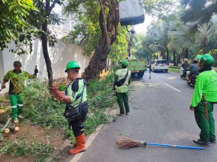 Sembilan Pohon Sempal di Jalan Brawijaya Ditoping 