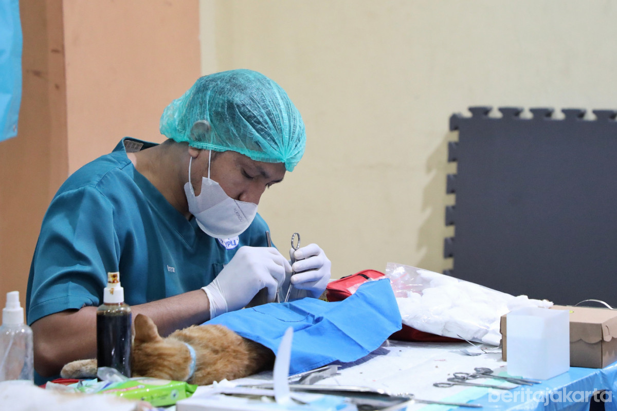 Seorang dokter hewan sedang melakukan sterilisasi pada kucing