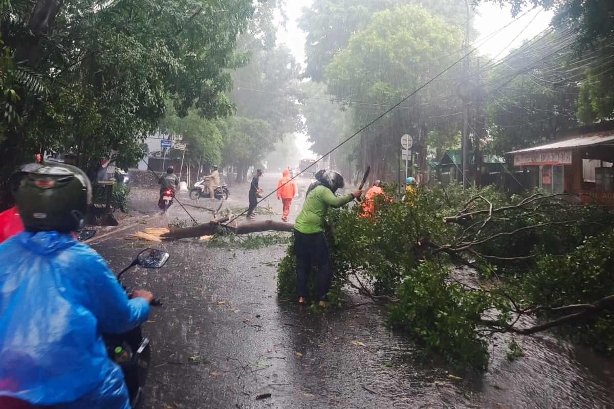 Evakuasi pohon tumbang di Jakarta Timur