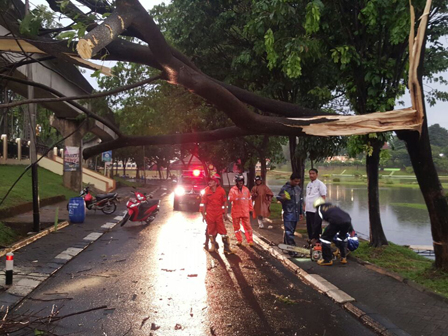  Hujan Deras, 8 Pohon di TMII Tumbang