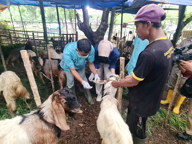  Sudin KPKP Jakpus Periksa Kesehatan Hewan Kurban di Tiga Lokasi Penampung
