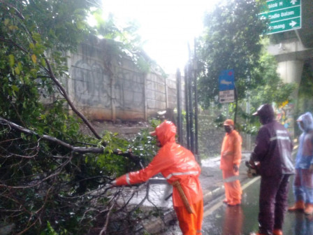 Evakuasi Pohon Tumbang di Jalan Pangeran Antasari Raya Tuntas Dilakukan 