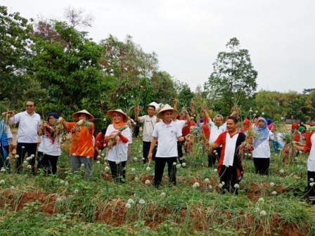 Dinas KPKP Panen 624 Kilogram Bawang Merah di BPP Kembangan