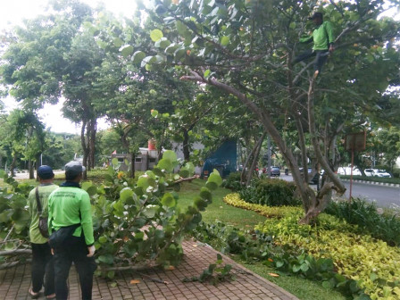  Antisipasi Pohon Tumbang, Sudin Tamhut Rapihkan Pohon Taman Waduk Pluit