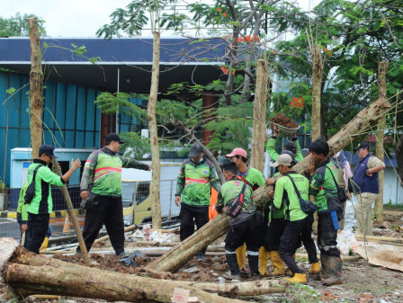  50 Pohon Pelindung Ditanam di Sisi Jalan Tol Pluit 