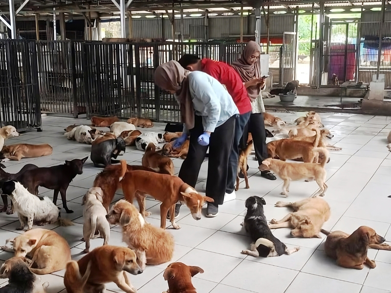 Pemkot Jaksel Pantau Secara Berkala Pejaten Animal Shelter