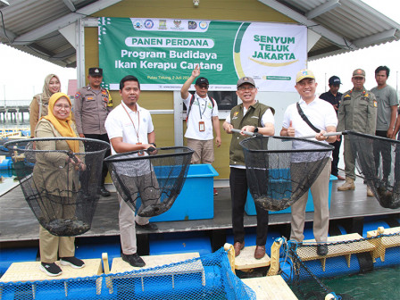  500 Kilogram Ikan Kerapu Cantang Dipanen di Kepulauan Seribu