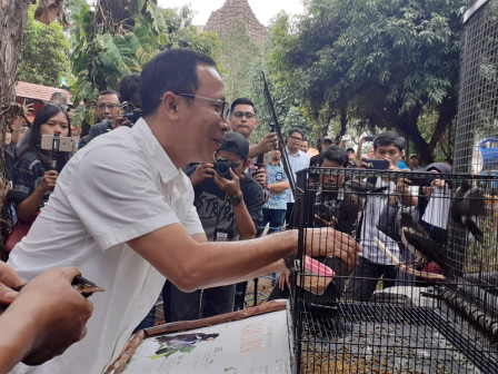 Ancol Lepasliarkan 10 Ekor Jalak Suren