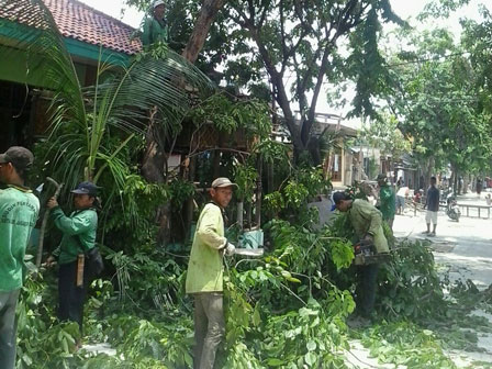  Antisipasi Tumbang, 35 Pohon di Komplek UKA Dipangkas