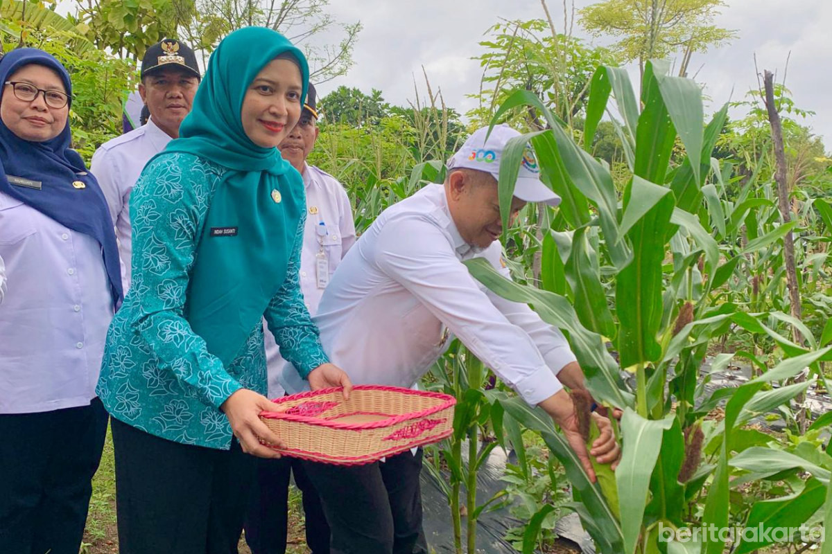  50 Kilogram Jagung Pulut Berhasil Dipanen dari Pulau Tidung Kecil 