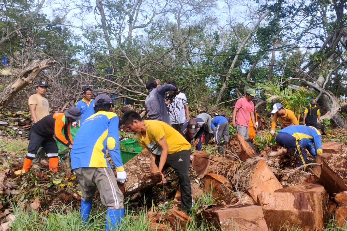 Personel Gabungan Evakuasi Dua Pohon Tumbang Di Pulau Sabira