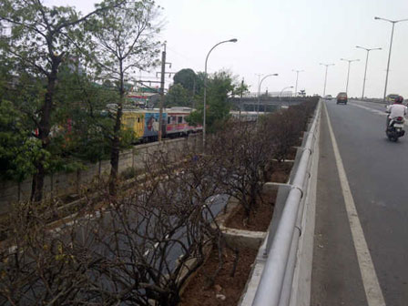 Tanaman di Flyover Masih Dibiarkan Mati