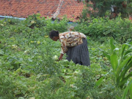  Warga Penjaringan Manfaatkan Lahan Terbengkalai jadi Kebun Timun Suri 
